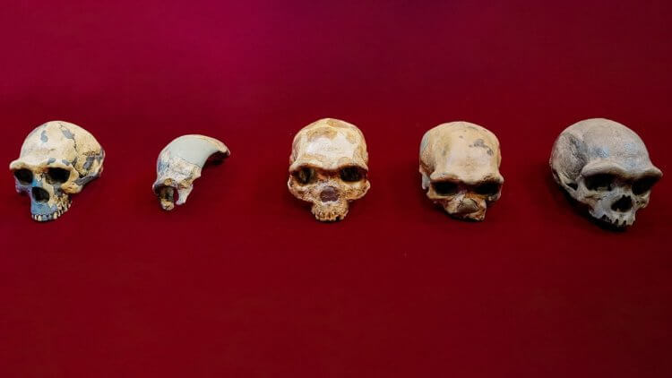 Череп Homo longi обнаружен в Китае. Он жил на Земле 146 000 лет назад. Ископаемые человеческие черепа из Китая. Home erectus (пекинский человек) находится слева, а примеры недавно определенной линии Homo longi – справа. Череп Харбина – последний справа. Фото.