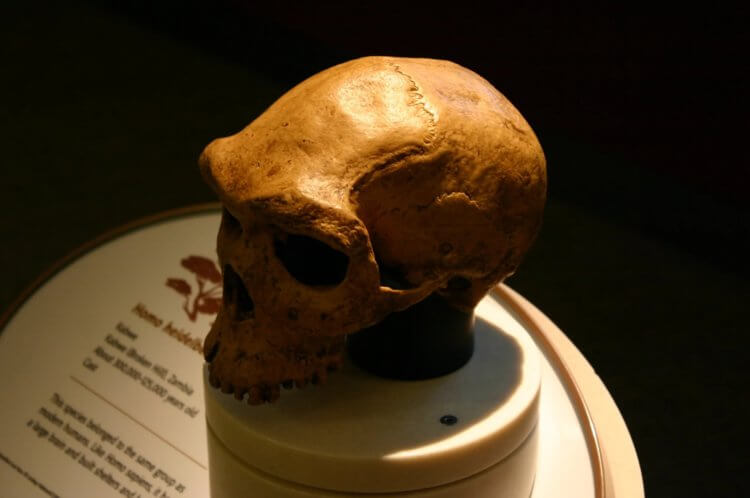 Когда жил Homo longi? Череп Homo heidelbergensis. Фото.