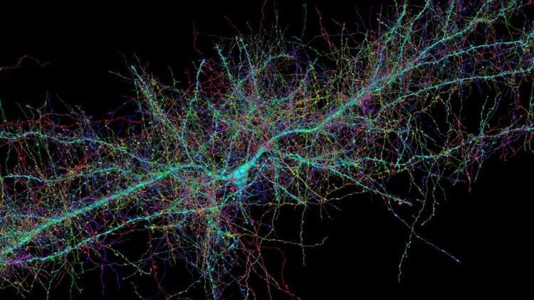 Составлена самая подробная 3D-карта части человеческого мозга. Новый взгляд на человеческий мозг показывает его клеточных обитателей во всей их дикой и странной красе. Карта, составленная из крошечного кусочка мозга женщины, показывает различные формы 50 000 клеток и 130 миллионов связей между ними. Фото.