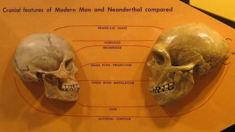 Что такое генетическая эволюция? Череп современного человека (слева) и неандертальца (справа). Фото.