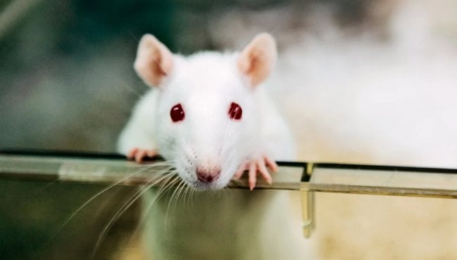 Ученые заставили самцов крыс забеременеть. Как такое возможно? Фото.