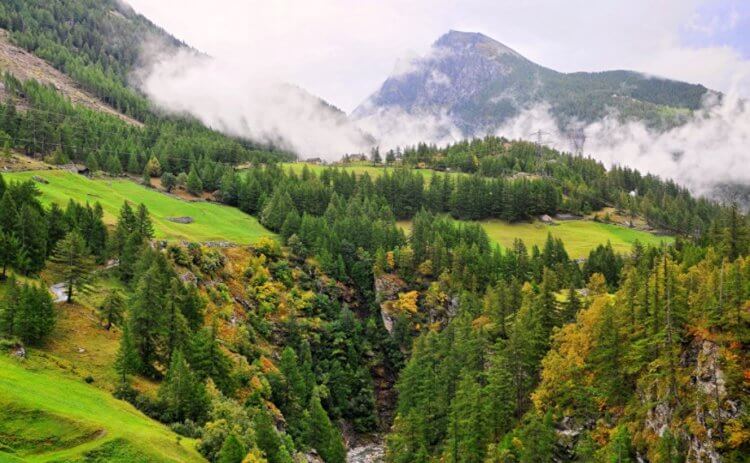 Когда деревья растут быстрее? Горы и леса в Швейцарии. Фото.
