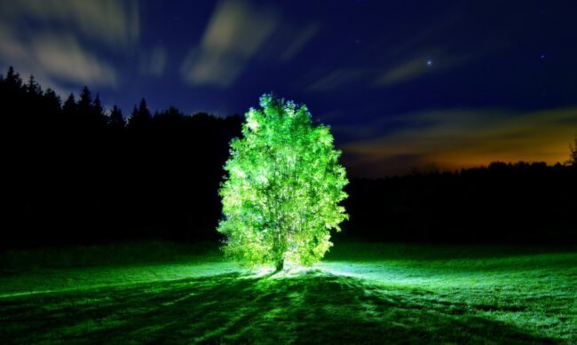 Почему деревья быстрее растут по ночам? Фото.