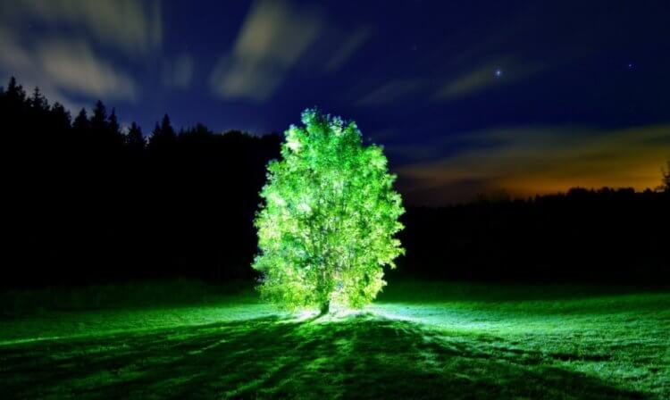 Почему деревья быстрее растут по ночам? Ученые выяснили, что быстрее всего деревья растут ночью. Фото.