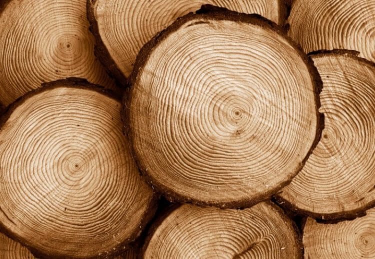 Как растут деревья? По количеству колес на срезе ствола можно узнать возраст дерева. Фото.