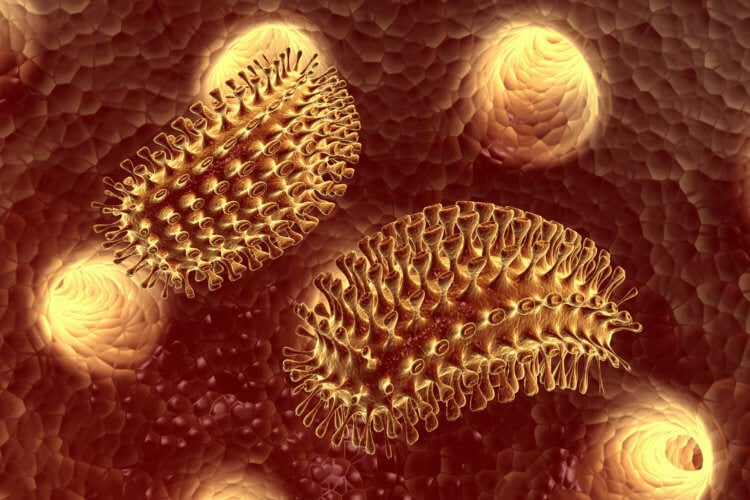Так выглядит вирус бешенства под микроскопом.