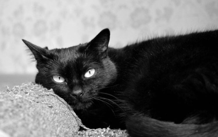 Кот Блэки. Блэки — самый богатый кот в мире. Фото.