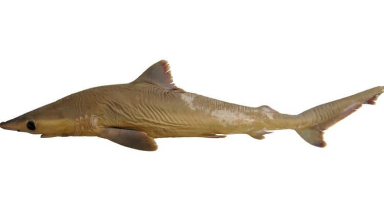 Исчезающие виды акул. Вымершая по вине человека серая акула Carcharhinus obsolerus. Фото.