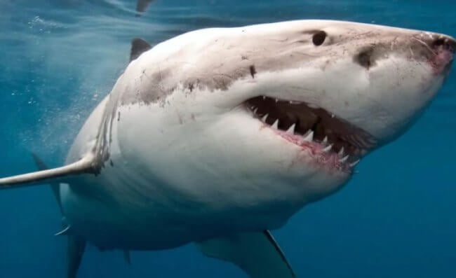 Из-за чего миллионы лет назад вымерло 90% живших на Земле акул? Фото.