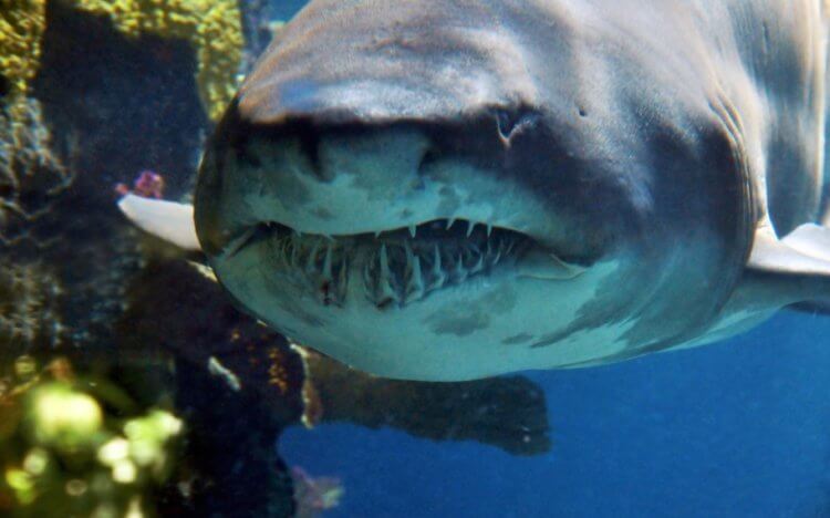 Самые опасные акулы в мире. Тигровая акула и ее страшные зубы. Фото.