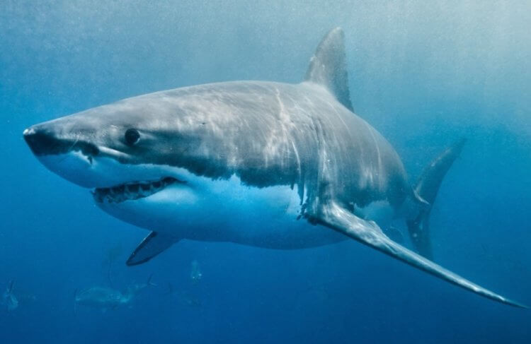 Самые опасные акулы в мире. Белая акула — одна из самых опасных акул в мире. Фото.