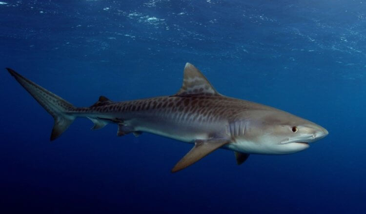 Первое нападение акулы на человека. Акулы — одни из самых древних животных на Земле. Фото.