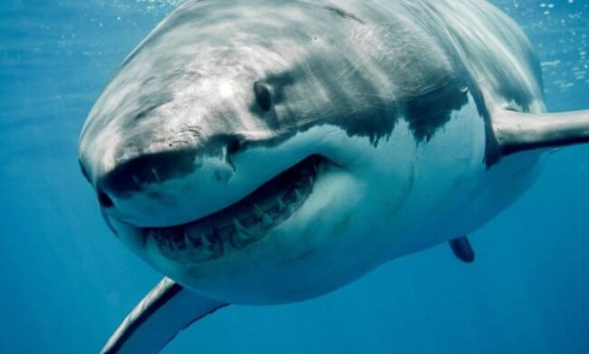 Когда акулы начали нападать на людей? Фото.