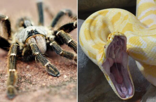 Пауки способны съедать змей, которые больше их в сотни раз. Фото.