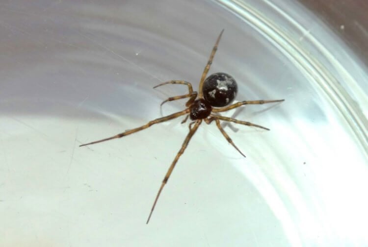 Самые опасные пауки в мире. Паук вида Steatoda triangulosa. Фото.