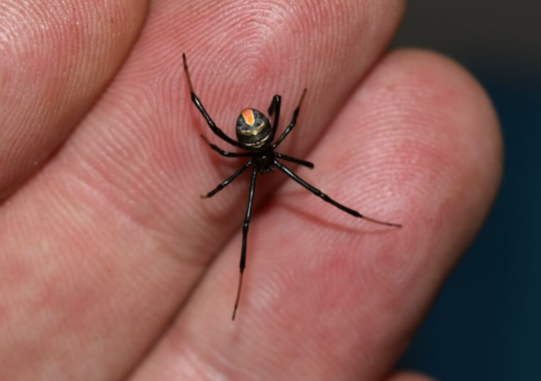 Самые опасные пауки в мире. В это трудно поверить, но крошечная черная вдова может победить огромную змею. Фото.