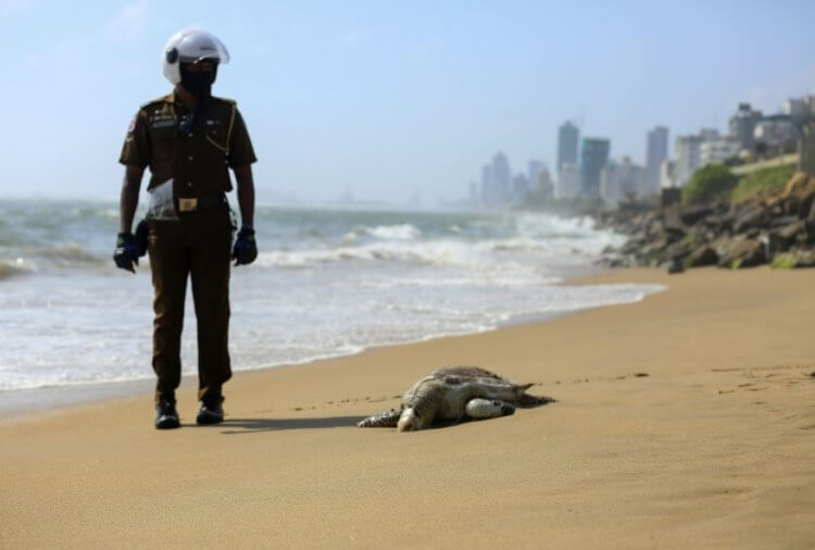 Экологическая катастрофа в Индии. Сотрудник охраны рядом с погибшей черепахой. Фото.