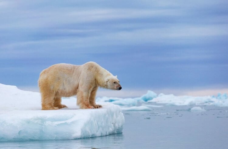 Что показали результаты Арктической экспедиции? К концу 21-го века Арктика может измениться до неузнаваемости. Впрочем, как и наша планета. Фото.
