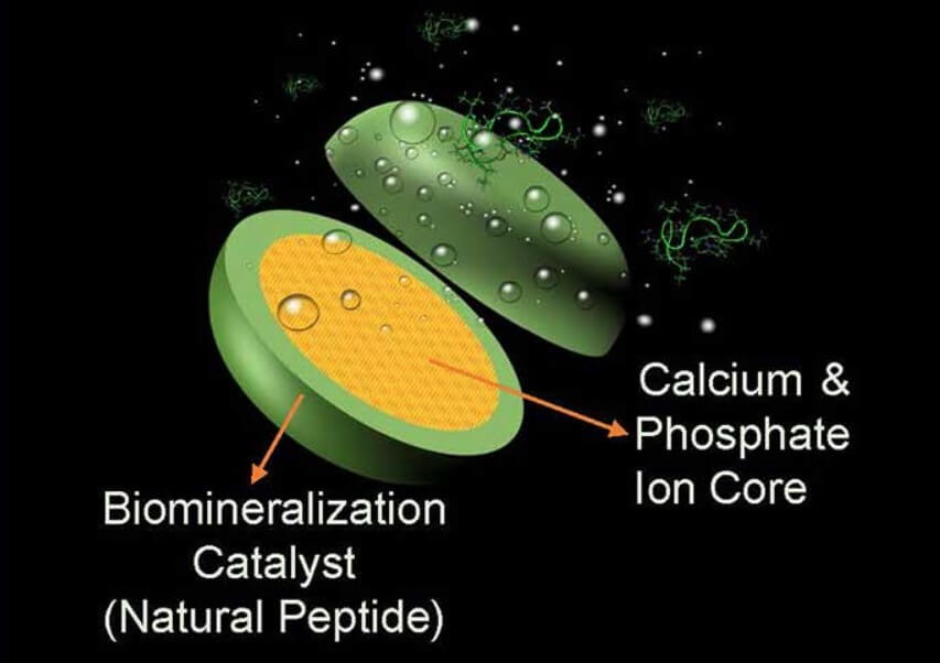 Генетически модифицированные вещества находятся снаружи, а фосфор и кальций — внутри. Фото.