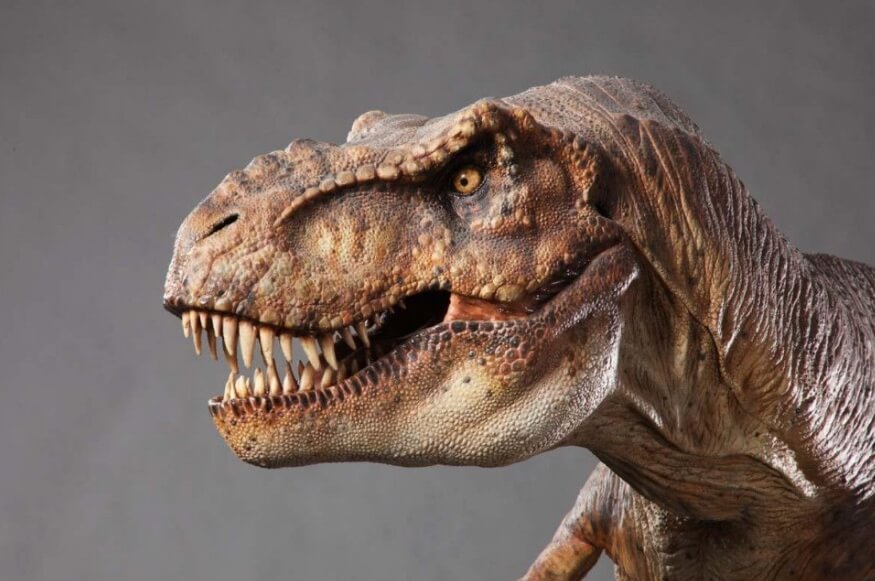 Вряд ли кому-нибудь хотелось бы встретиться с такой птицей. Фото.