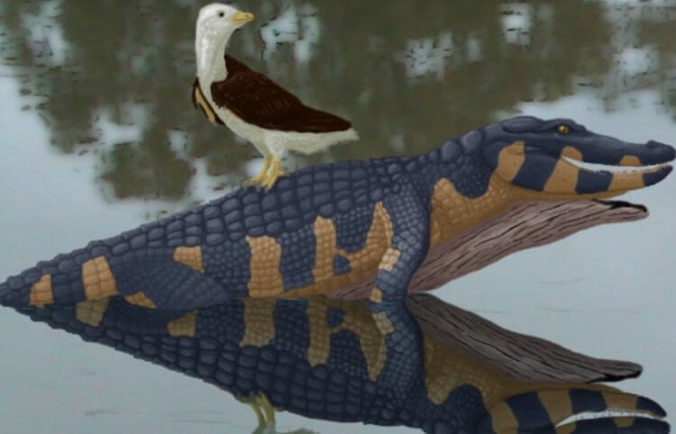 Древние птицы времен динозавров. Одна из представительниц группы энантиорнитинов. Фото.