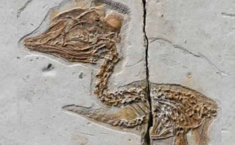Найден скелет крошечной птицы с головой опасного динозавра. Скелет необычной птицы с головой тираннозавра. Фото.