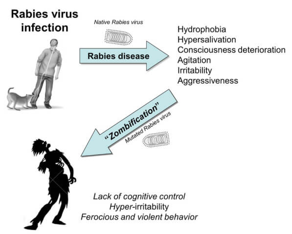 Мутация вируса бешенства, превращающая человека в зомби. Рисунок представлен в научной работе.
