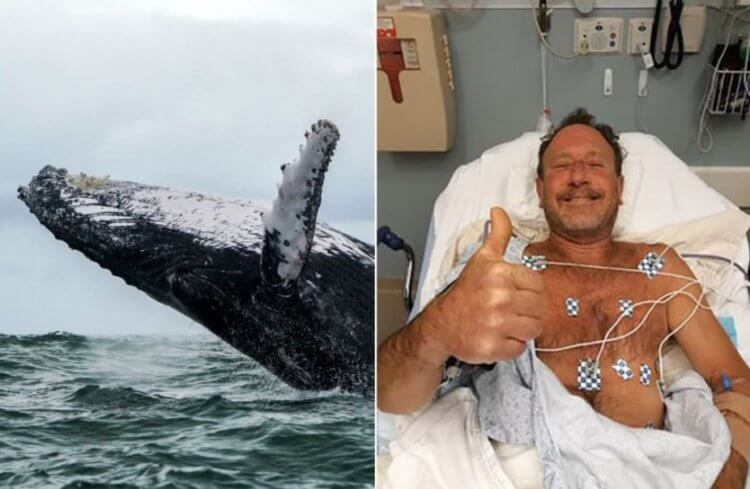 В США мужчина был проглочен китом. Как ему удалось выжить? Аквалангист Майкл Паккард был проглочен китом и чудом остался в живых. Фото.