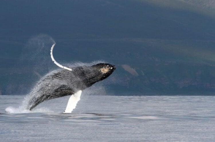 Опасная работа аквалангистов. Проглотивший мужчину горбатый кит был средним по размерам. Фото.