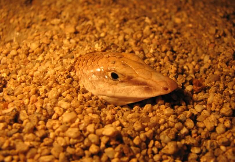 Конструкция робота-червя. Ящерица Scincus scincus, также известная как «песчаная рыба». Фото.