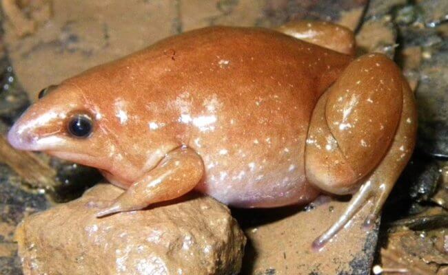 В Амазонии открыты три новых вида лягушек. Почему они называются «зомби»? Фото.