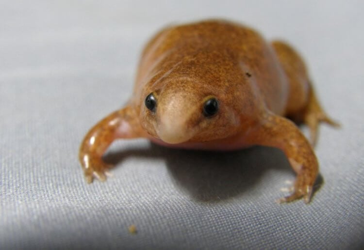 Самые маленькие лягушки. Одна из лягушек рода Synapturanus. Фото.