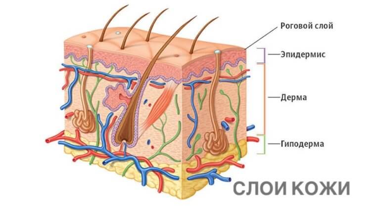 Здоровая кожа выглядит безупречно. Так выглядит структура человеческой кожи — каждый слой выполняет свою функцию. Фото.
