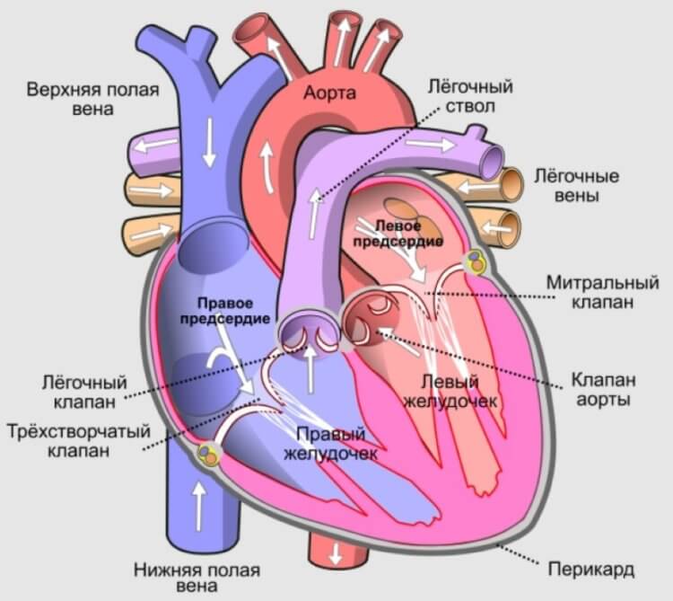 Как работает сердце? Строение человеческого сердца. Фото.