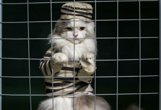 Почему в Австралии запрещают выпускать кошек на улицу? Фото.