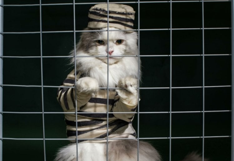 Почему в Австралии запрещают выпускать кошек на улицу? С октября 2021 года австралийские кошки будут находиться под домашним арестом. Фото.