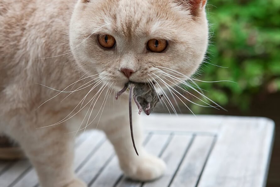 Опасность кошек в Австралии. В России и других странах кошек заводят для того, чтобы они ловили мышей. Но в Австралии кошки вместе с мышами ловят и других животных. Фото.