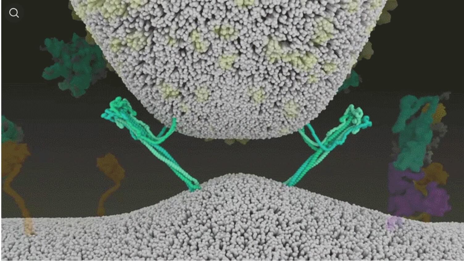 Смертельная конкуренция. Анимация того, как SARS-CoV-2 сливается с клетками. Смертельная конкуренция. Анимация того, как SARS-CoV-2 сливается с клетками. Фото.