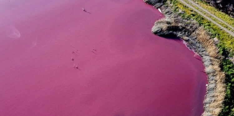 Почему вода в Аргентине окрасилась в розовый цвет? Аргентинская река Чубут окрасилась в розовый цвет из-за химических отходов. Фото.