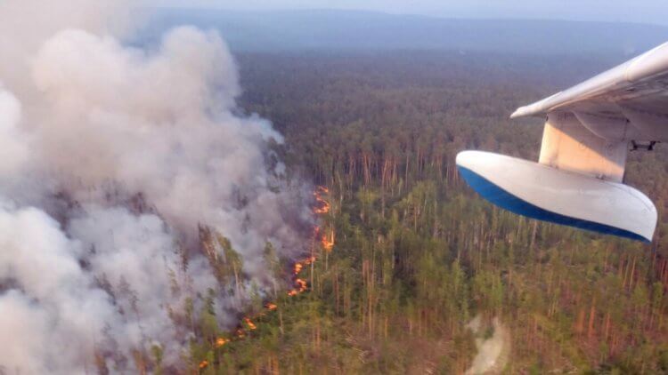 Пора признать проблему. Лесные пожары, охватившие в 2020 году Сибирь – прямое следствие стремительного изменения климата. Фото.