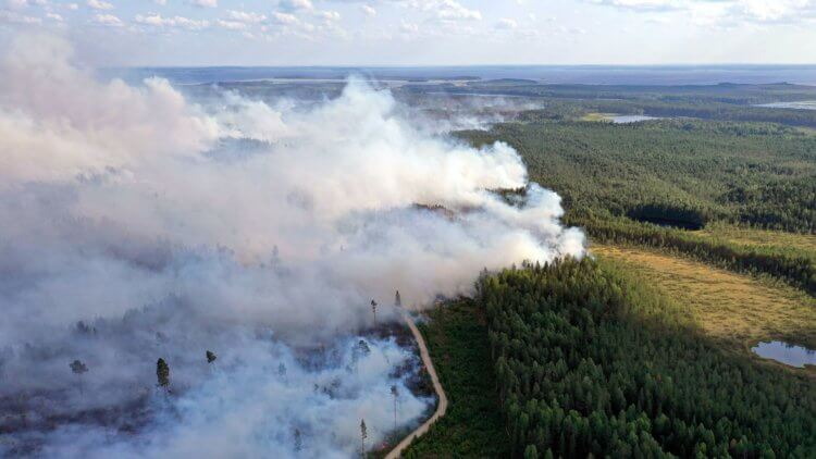 Что происходит с планетой? Площадь лесных пожаров в Карелии превысила 6 гектаров. Фото.