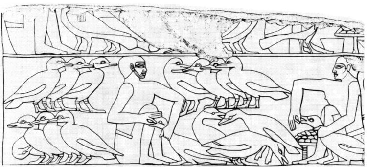 Что такое фуа-гра? Древнеегипетский рисунок, где люди откармливают домашних птиц. Фото.