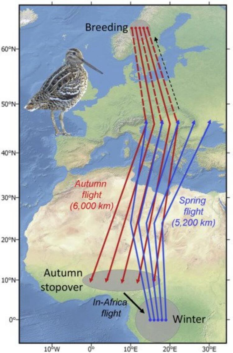 Как ученые изучают птиц? Траектория полета дупеля. Фото.