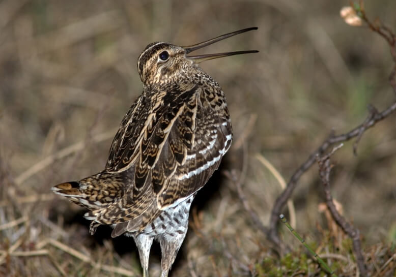 Перелетный дупель (Gallinago media). Фото.