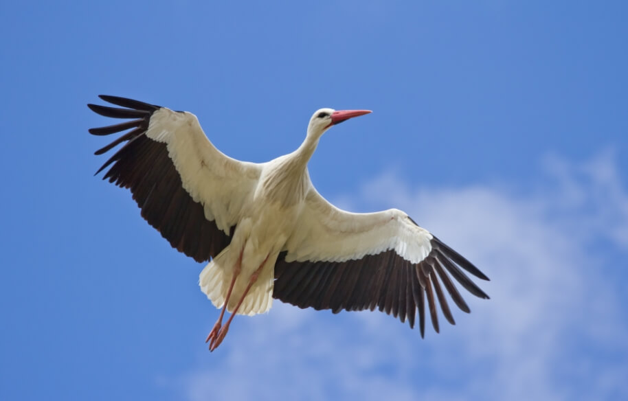 Белый аист (Ciconia ciconia). Фото.