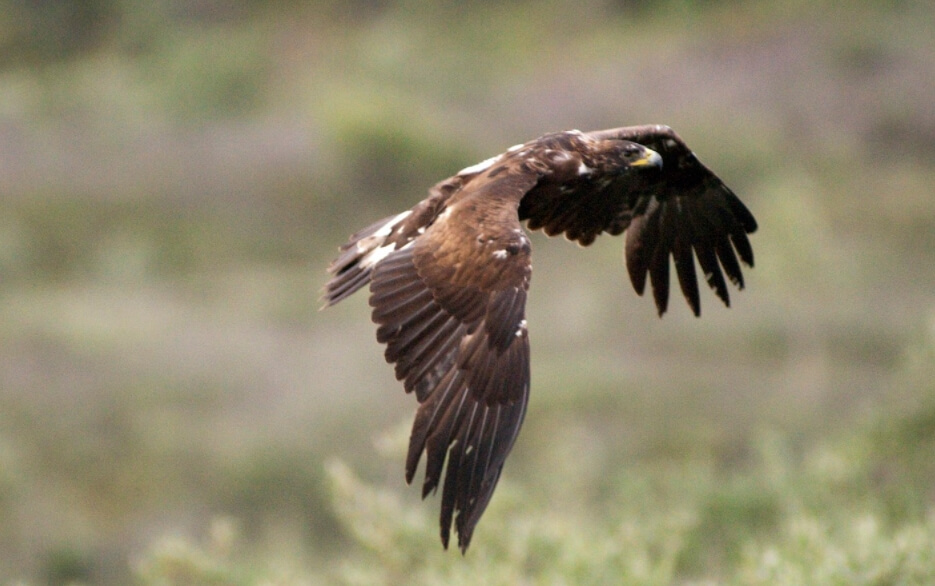 Беркут (Aquila chrysaetos). Фото.