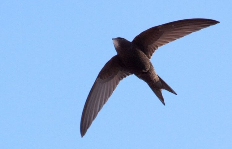 Самые высоко летающие птицы. Черный стриж (Apus apus). Фото.