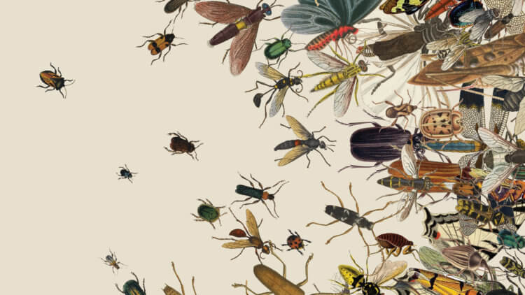 Сокращение численности насекомых. Мы не часто об этом задумываемся, отгоняя назойливую муху, но гибель насекомых может погубить и нас с вами. Фото.