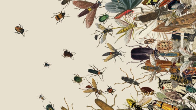 Что произойдет с планетой, если все насекомые исчезнут? Фото.