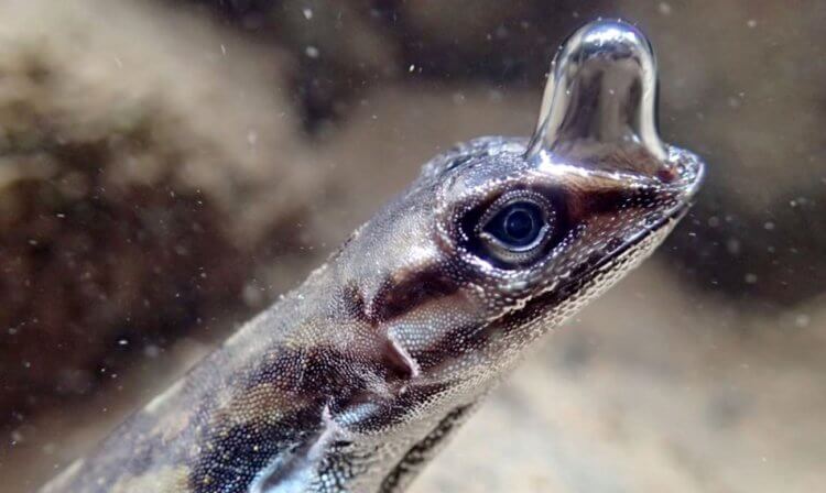 Тайна раскрыта: как ящерицы дышат под водой? Анолисовые ящерицы обладают мешочком, который помогает им дышать под водой. Фото.